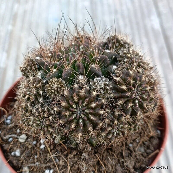 NEOPORTERIA SUBGIBBOSA CLUSTER