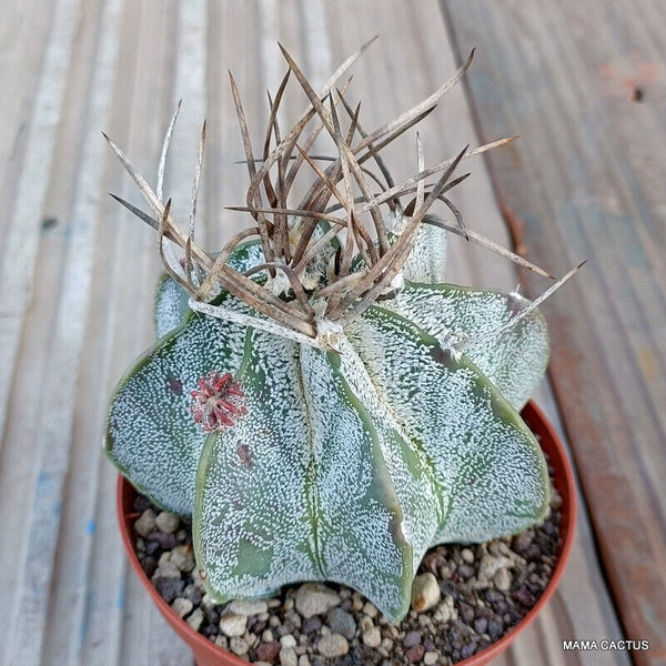 ASTROPHYTUM CAPRICORNE NIVEUM