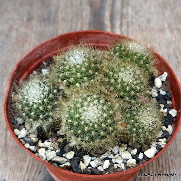 D2809 REBUTIA PULCHELLA pot12-H6-W11 cm MaMa Cactus