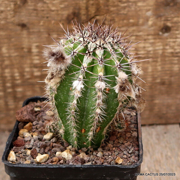 A3515 ECHINOPSIS CV. HAKU JO pot10-H11,5-W7,5 cm MaMa Cactus