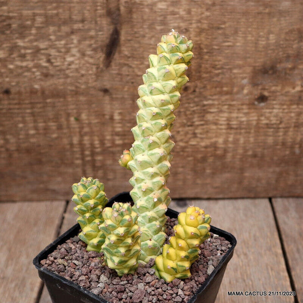 MONADENIUM RITCHIEI VARIEGATED