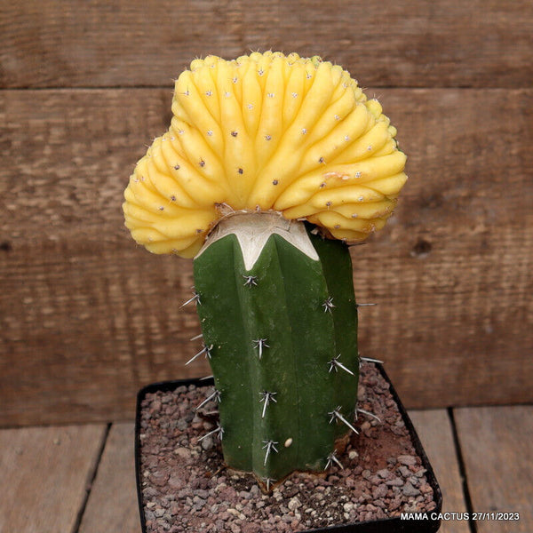 TRICHOCEREUS PACHANOI CRESTED VARIEGATED