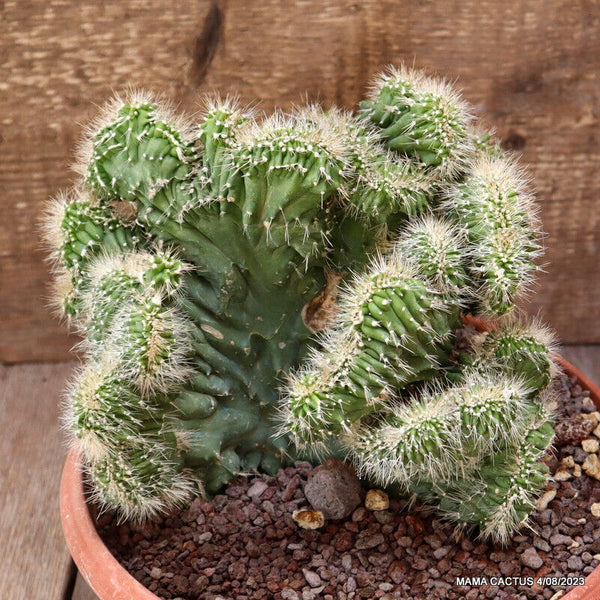 A3714 NEOBUXBAUMIA EUPHORBIOIDES CRESTED pot22-H18-W20 cm MaMa Cactus