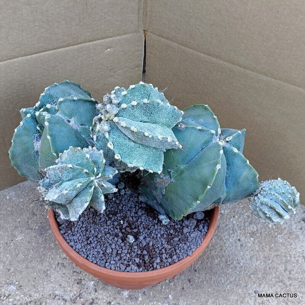 ASTROPHYTUM MYRIOSTIGMA MONSTER