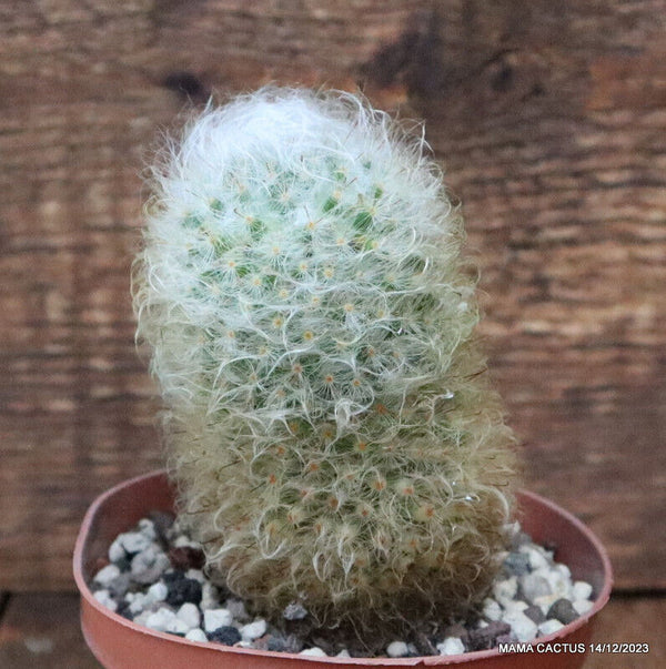 MAMMILLARIA BOCASANA