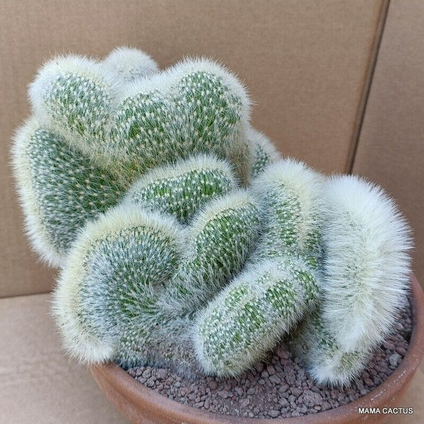 CLEISTOCACTUS STRAUSII CRESTED