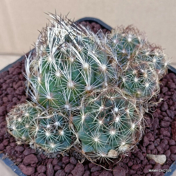 CORYPHANTHA SULCATA