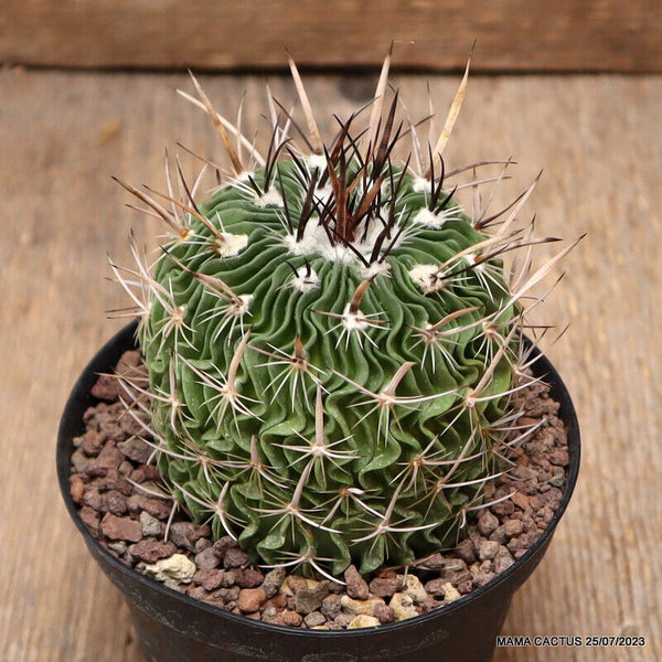 ECHINOFOSSULOCACTUS LAMELLOSUS