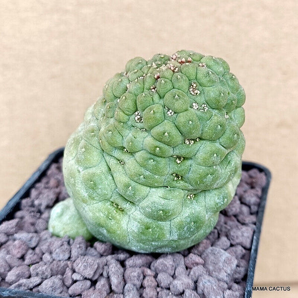 D769 TRICHOCAULON CACTIFORME pot 7 cm H 6,5 cm W 5,5 cm MaMa Cactus