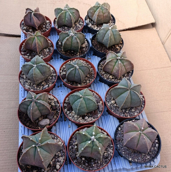 15 X ASTROPHYTUM MYRIOSTIGMA NUDUM