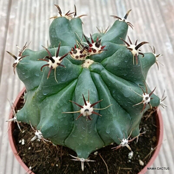 FEROCACTUS HORRIDUS MONSTER KIKKO