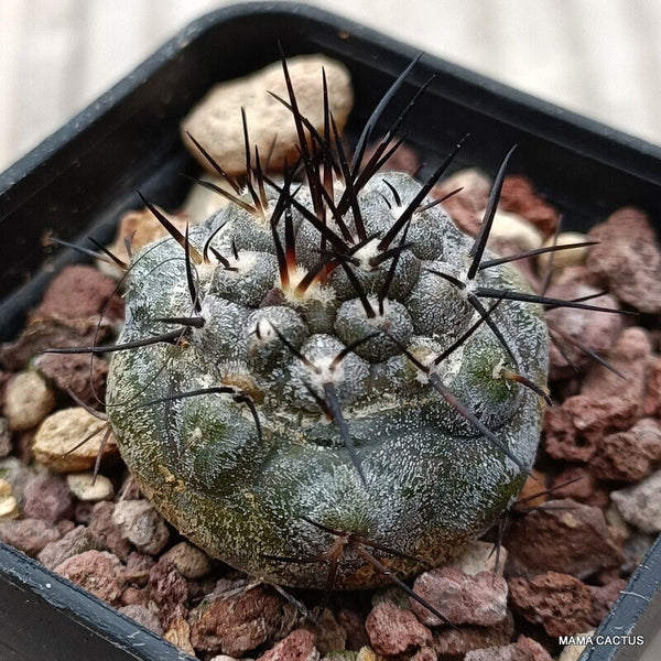 COPIAPOA CINEREA BLACK SPINES