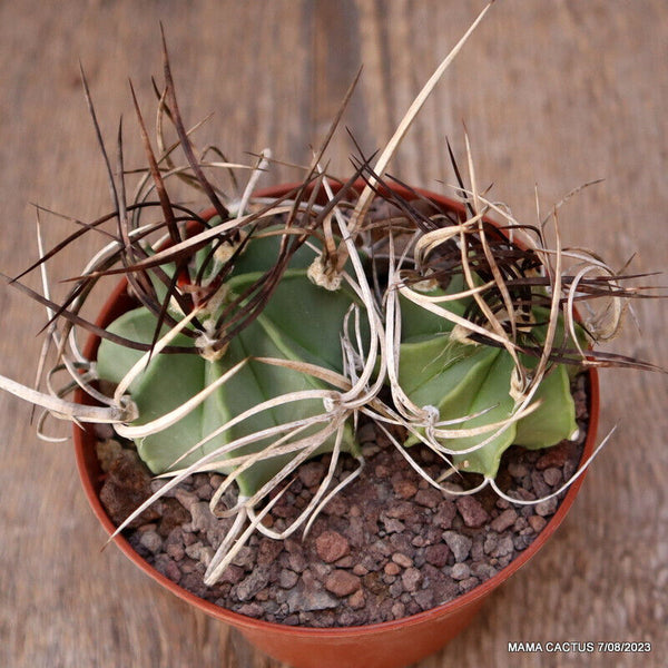 ASTROPHYTUM CAPRICORNE DICHOTOMIC