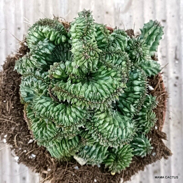 EUPHORBIA HORRIDA CRESTED