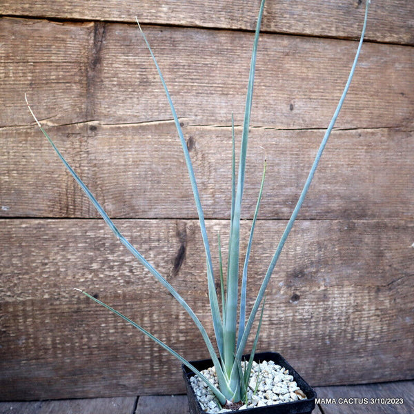 DRACAENA SERRULATA