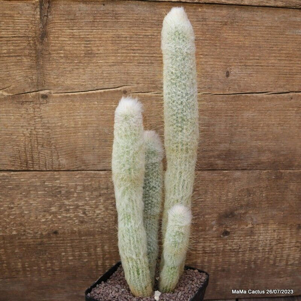 CLEISTOCACTUS STRAUSII