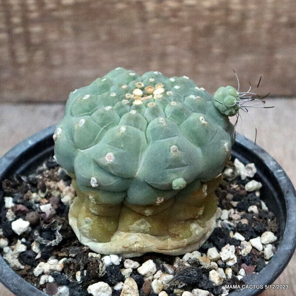 MATUCANA MADISONIORUM OLD