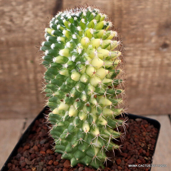 MAMMILLARIA COMPRESSA VARIEGATED