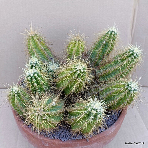 A2778 ECHINOCEREUS VIERECKII pot 22 cm H 12 cm W 30 cm MaMa Cactus