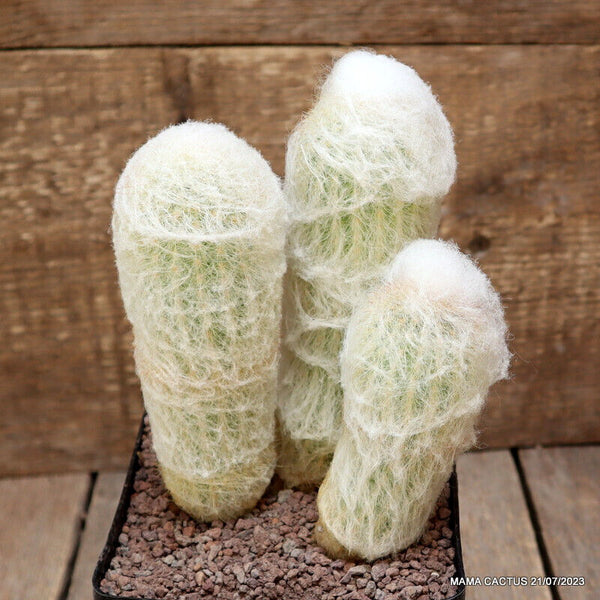 A8078 ESPOSTOA MELANOSTELE pot12-H18-W13 cm MaMa Cactus