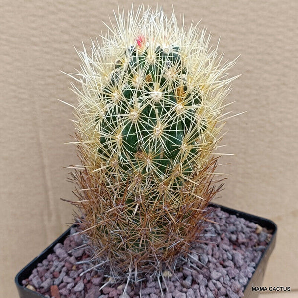 D418 THELOCACTUS BICOLOR pot 12 cm H 14 cm W 6 cm MaMa Cactus