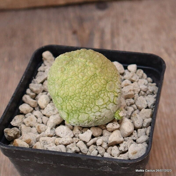 PSEUDOLITHOS MIGIURTINUS