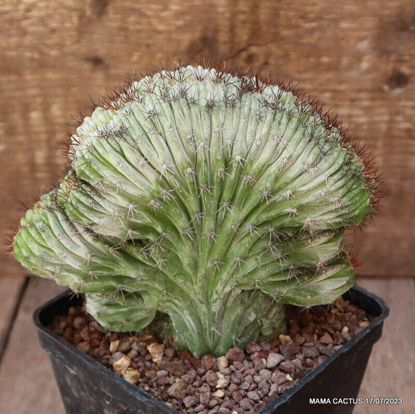 POLASKIA CHICHIPE CRESTED