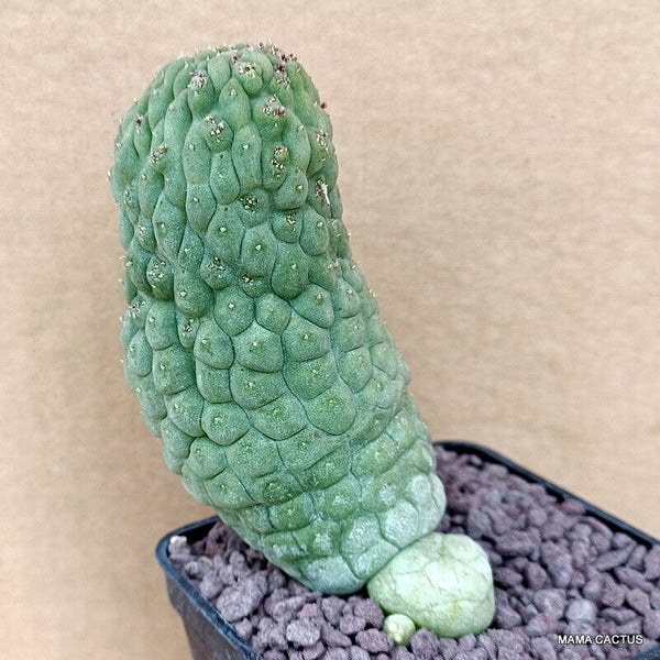 D764 TRICHOCAULON CACTIFORME pot 7 cm H 10 cm W 6,5 cm MaMa Cactus