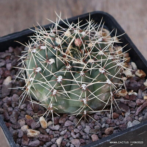 GYMNOCALYCIUM BALDIANUM