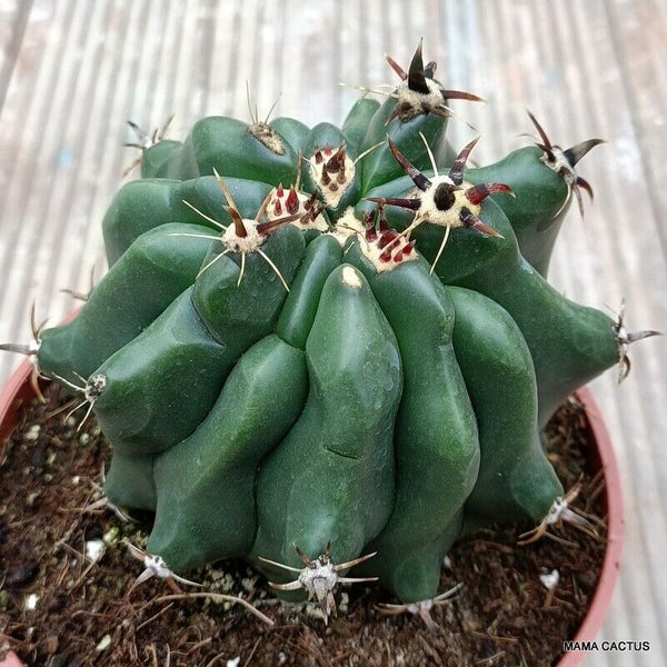 FEROCACTUS HORRIDUS MONSTER KIKKO