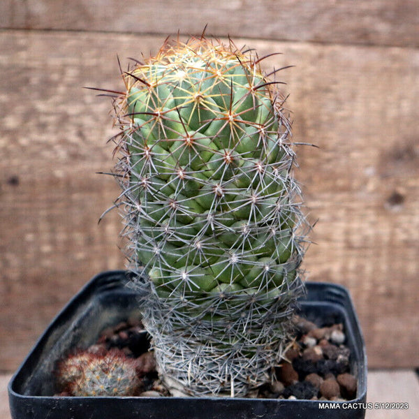 D2827 CORYPHANTHA CORNIFERA pot12-H15-W7 cm MaMa Cactus