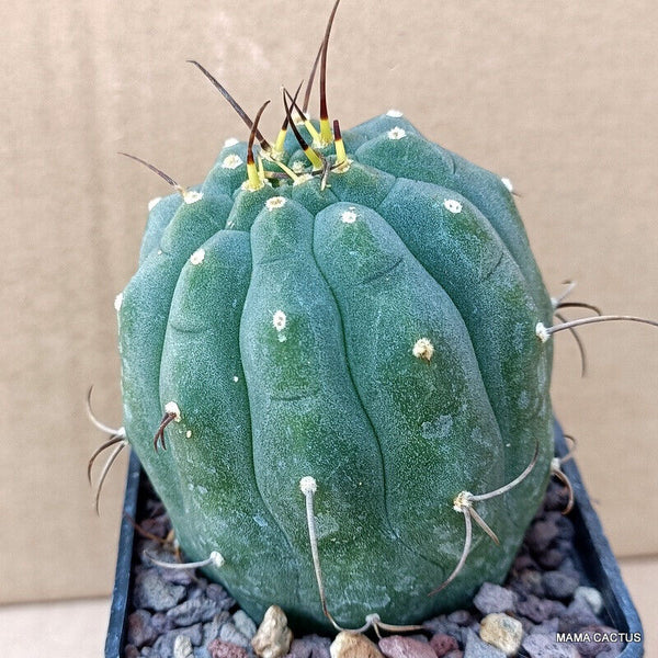 MATUCANA MADISONIORUM