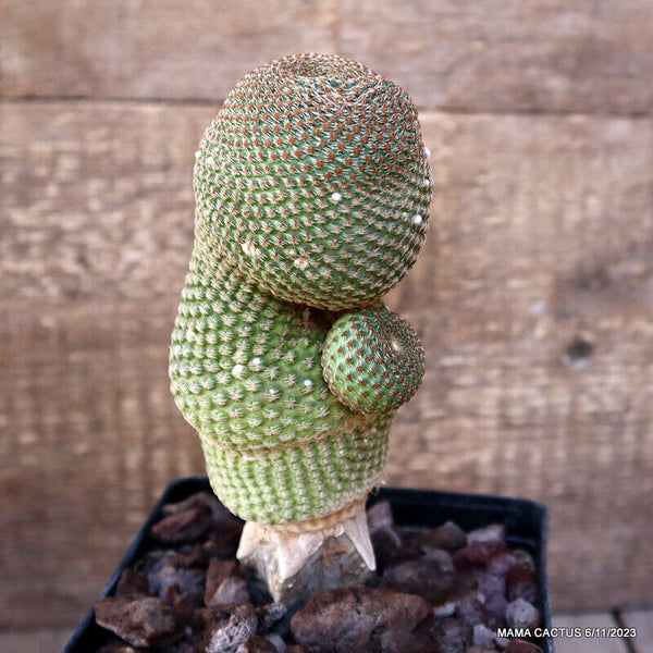 A9934 LOBIVIA FAMATIMENSIS GRAFTED pot12-H19-W8 cm MaMa Cactus