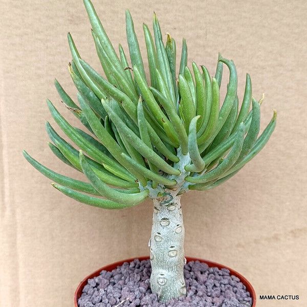 D780 TYLECODON RETICULATUS pot 10 cm H 12 cm W 6 cm MaMa Cactus