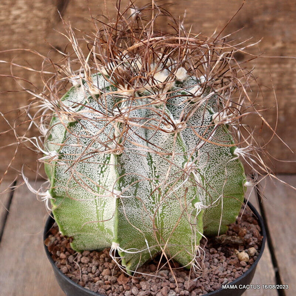 ASTROPHYTUM CAPRICORNE NIVEUM