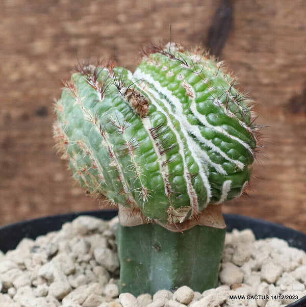 NOTOCACTUS UEBELMANNIANUS CRESTED GRAFTED