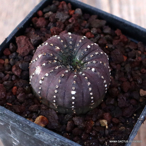 A3881 FRAILEA CASTANEA pot7-H3-W4 cm MaMa Cactus