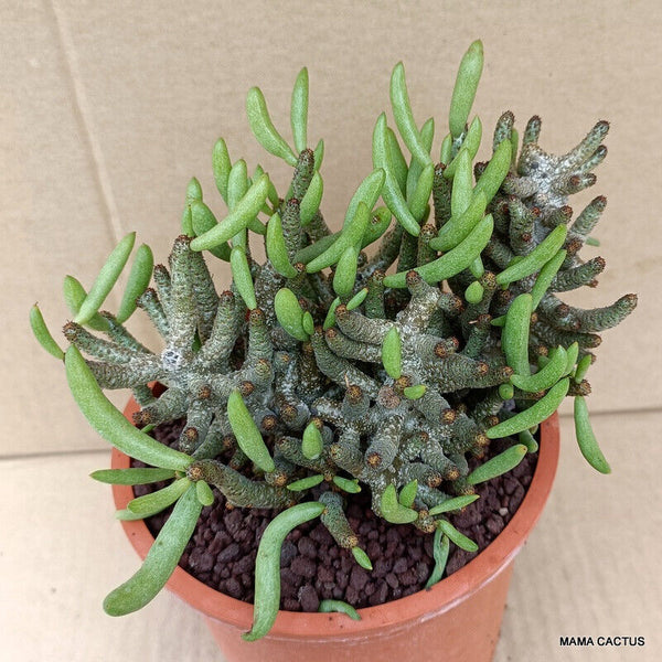 D782 TYLECODON BUCHOLZIANUS pot 13 cm H 11 cm W 15 cm MaMa Cactus