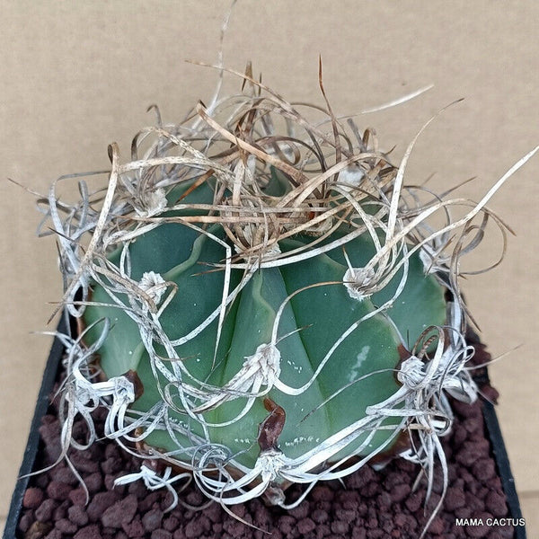 ASTROPHYTUM CAPRICORNE V. SENILE