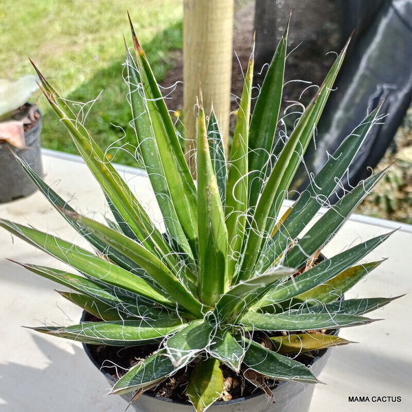 AGAVE TOUMEYANA X FILIFERA