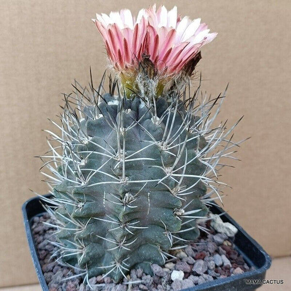 NEOPORTERIA OCCULTA