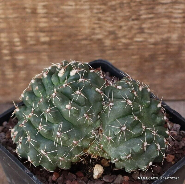 GYMNOCALYCIUM BALDIANUM MONSTER