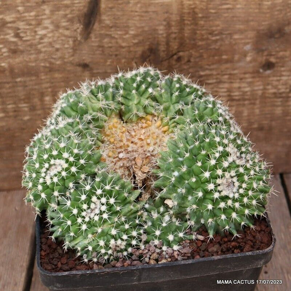 MAMMILLARIA COMPRESSA CRESTED MONSTER