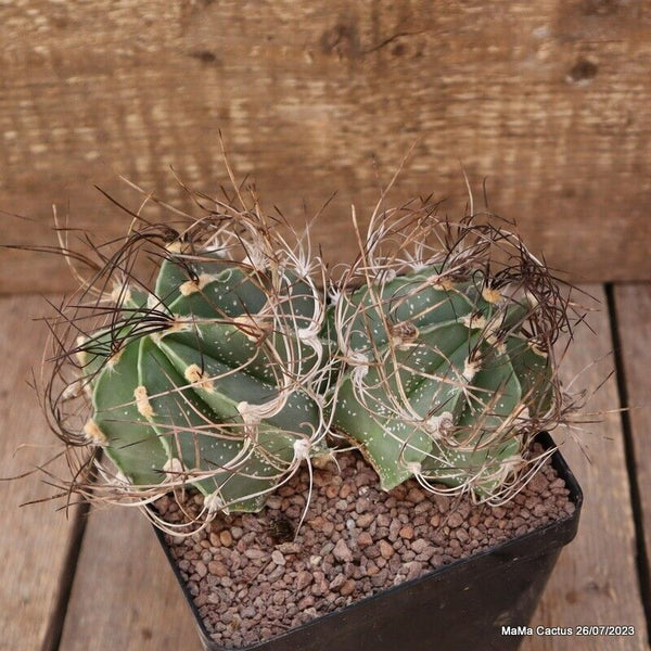 ASTROPHYTUM CAPRICORNE