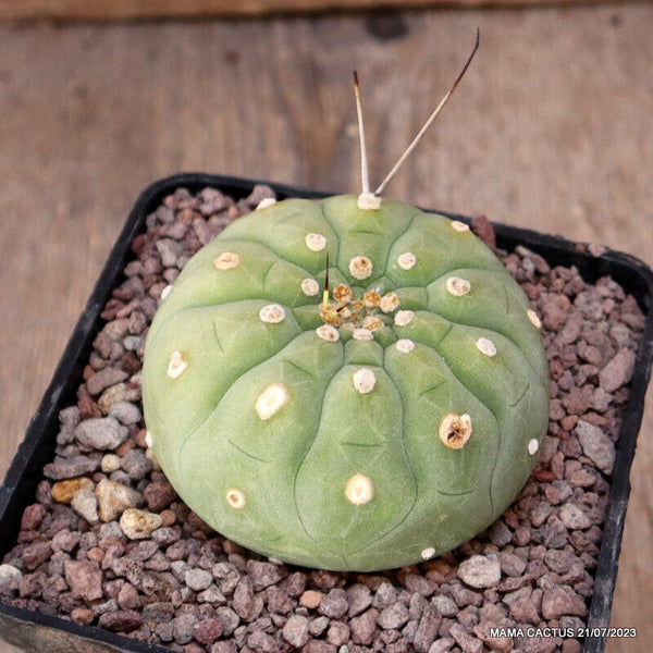 MATUCANA MADISONIORUM