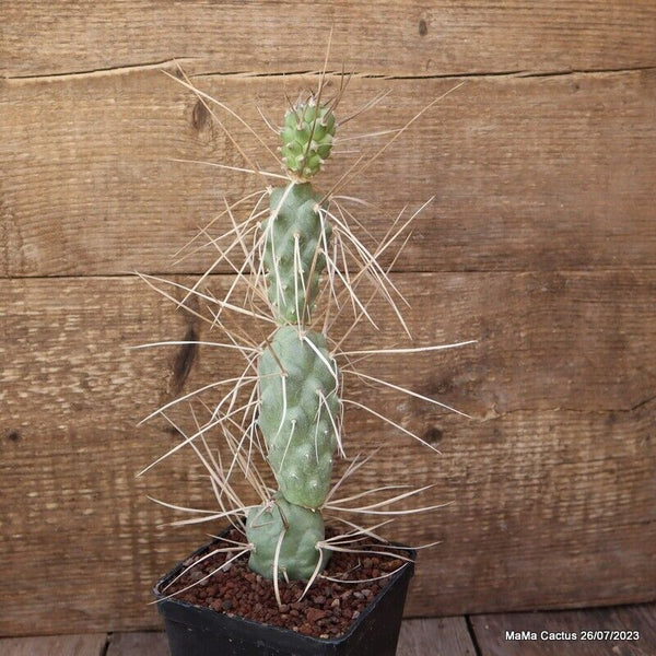 A6711 TEPHROCACTUS AORACANTHUS SIRINGATUS pot10-H26-W5 cm MaMa Cactus