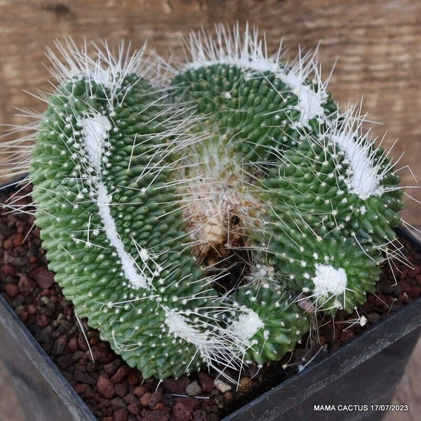 MAMMILLARIA SPINOSISSIMA UNPICO CRESTED