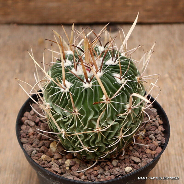 ECHINOFOSSULOCACTUS LAMELLOSUS