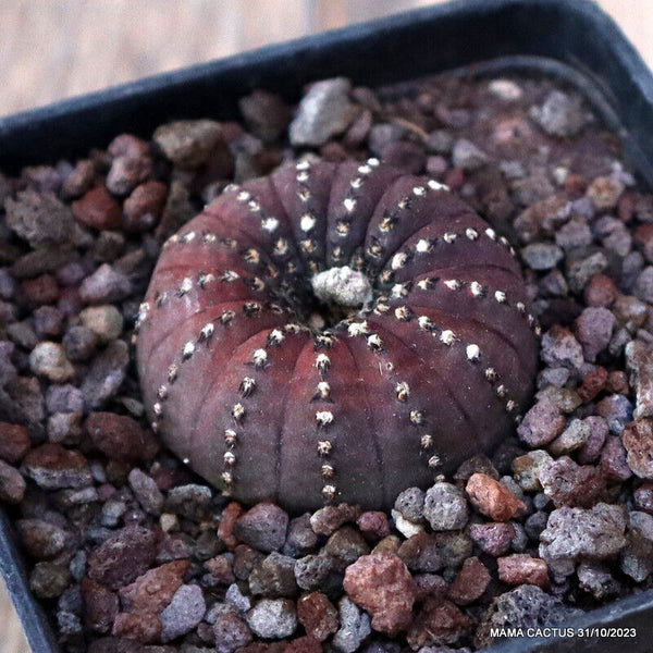 A3887 FRAILEA CASTANEA pot7-H2,5-W3,5 cm MaMa Cactus