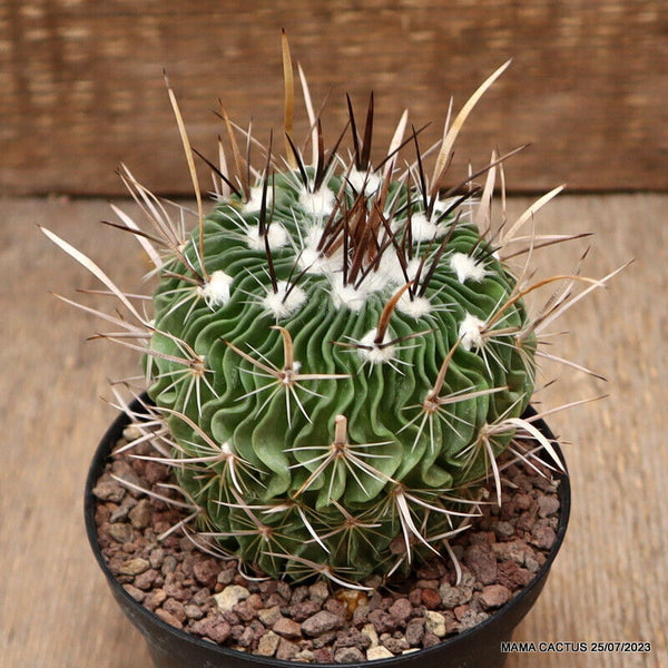 ECHINOFOSSULOCACTUS LAMELLOSUS